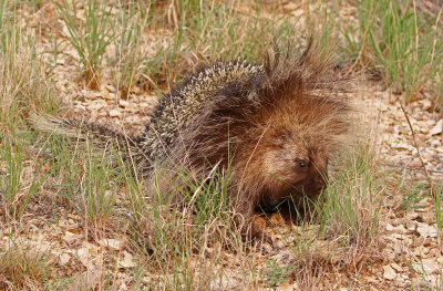 North American Porcupine 2018-08-12