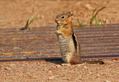 Golden-mantled Ground Squirrel 2018-08-20