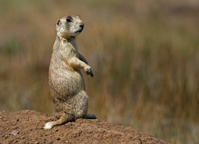White-tailed Prairie Dog 2018-08-20