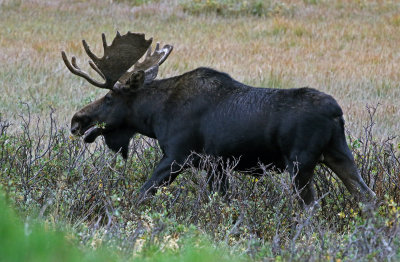 Moose 2018-09-03