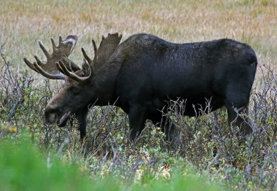 Moose 2018-09-03