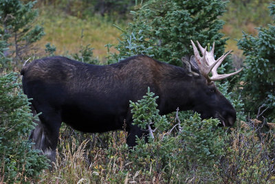 Moose 2018-09-03