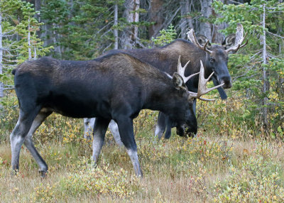 Moose 2018-09-17