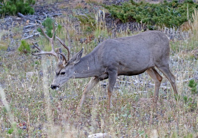 Mule Deer 2018-09-18