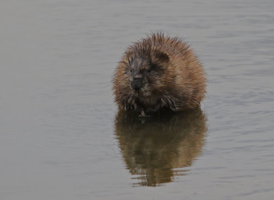 Muskrat 2018-09-03