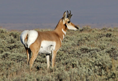 Pronghorn 2018-09-17