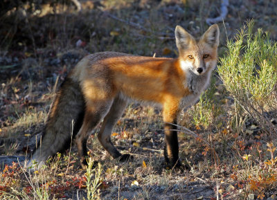 Red Fox 2018-09-17