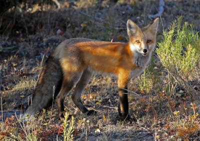 Red Fox 2018-09-17