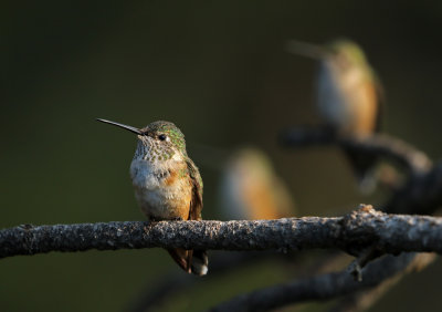 Broad-tailed Hummingbird 2018-07-29