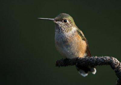 Broad-tailed Hummingbird 2018-07-29
