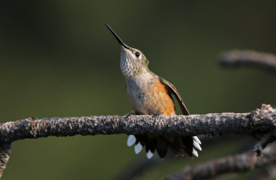 Broad-tailed Hummingbird 2018-07-29