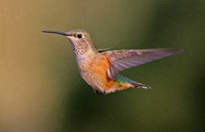 Broad-tailed Hummingbird 2018-07-29