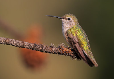 Broad-tailed Hummingbird 2018-07-29