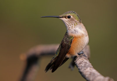 Broad-tailed Hummingbird 2018-07-29
