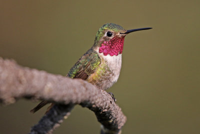 Broad-tailed Hummingbird 2018-07-29