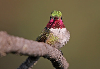 Broad-tailed Hummingbird 2018-07-29