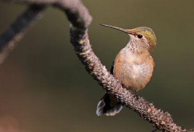 Broad-tailed Hummingbird 2018-07-29