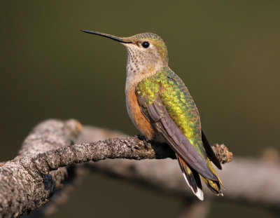 Broad-tailed Hummingbird 2018-07-29