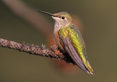 Broad-tailed Hummingbird 2018-07-29