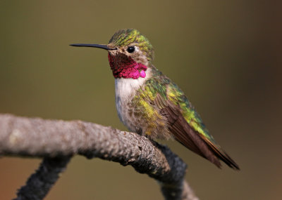 Broad-tailed Hummingbird 2018-07-29