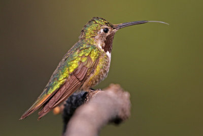 Broad-tailed Hummingbird 2018-07-29