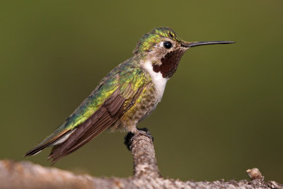 Broad-tailed Hummingbird 2018-07-29