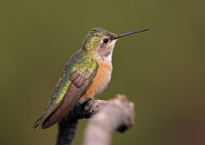 Broad-tailed Hummingbird 2018-07-29