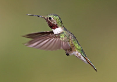 Broad-tailed Hummingbird 2018-07-29