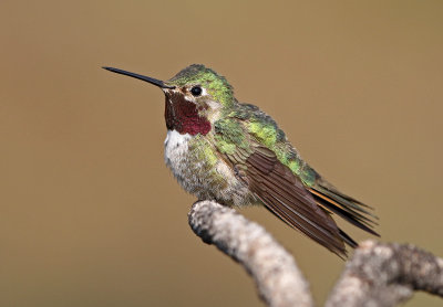 Broad-tailed Hummingbird 2018-07-29