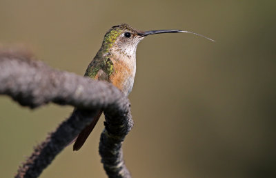 Broad-tailed Hummingbird 2018-07-29