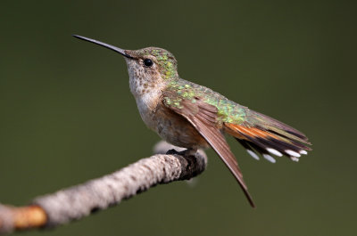 Broad-tailed Hummingbird 2018-07-29