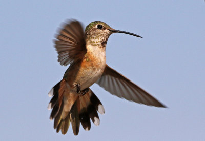 Broad-tailed Hummingbird 2018-07-29