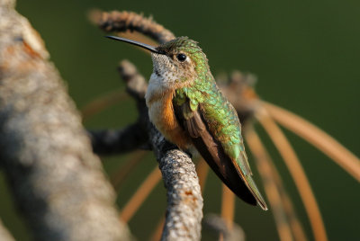 Rufous Hummingbird 2018-07-29