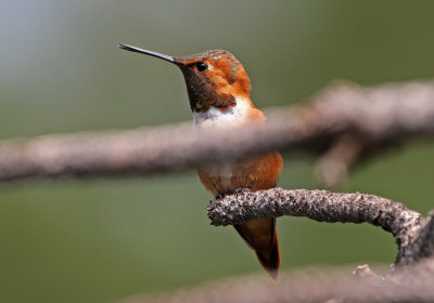 Rufous Hummingbird 2018-07-29