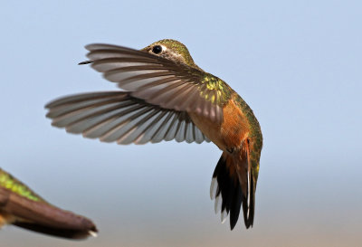 Rufous Hummingbird 2018-07-29