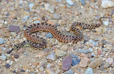 Bullsnake 2018-09-11