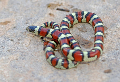 Central Plains Milksnake 2018-09-11