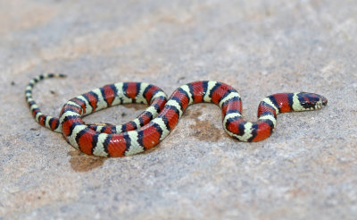 Central Plains Milksnake 2018-09-11