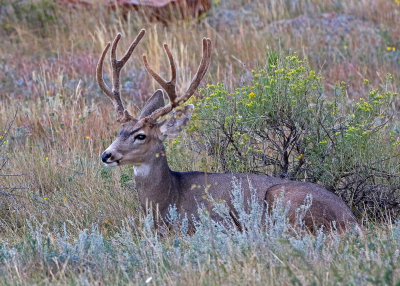 Mule Deer 2018-09-11