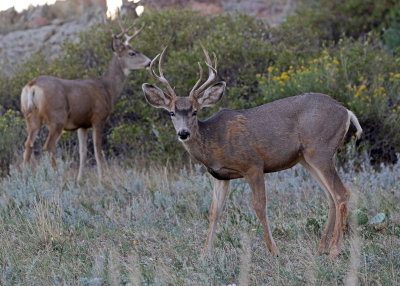 Mule Deer 2018-09-11