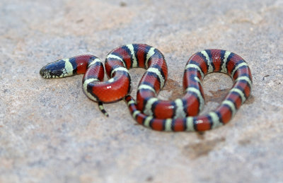 Central Plains Milksnake 2018-09-11