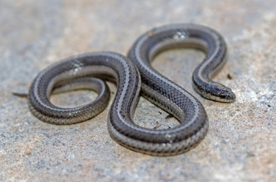 Lined Snake 2018-09-11