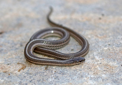 Lined Snake 2018-09-11