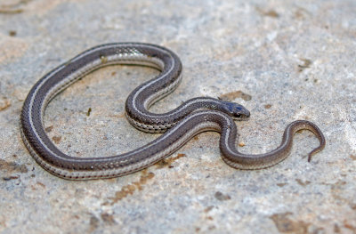 Lined Snake 2018-09-11