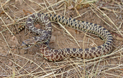 Bullsnake 2018-09-24
