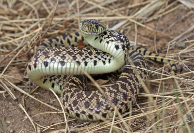 Bullsnake 2018-09-24
