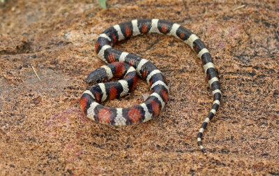 Central Plains Milksnake 2018-09-24