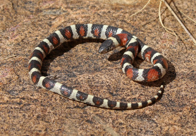 Central Plains Milksnake 2018-09-24
