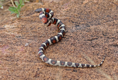 Central Plains Milksnake 2018-09-24