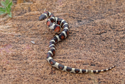 Central Plains Milksnake 2018-09-24